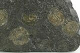 Fossil Ammonite Cluster - Posidonia Shale, Germany #353532-1